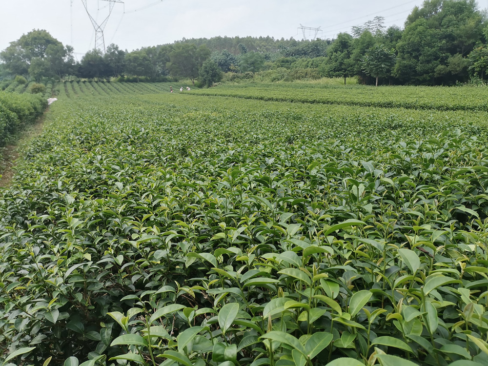 伊昌迅茶叶种植基地正式揭牌 打造英九州系列生态农产品新标杆