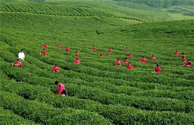 茶叶树种植技术全解析 从选地到采收的科学管理