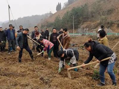 沙土镇三合村 抢抓农时加快700亩茶叶种植，全力打造绿色致富产业