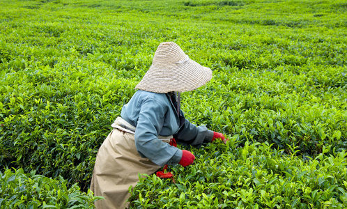 绿茶之源 茶叶种植与采摘