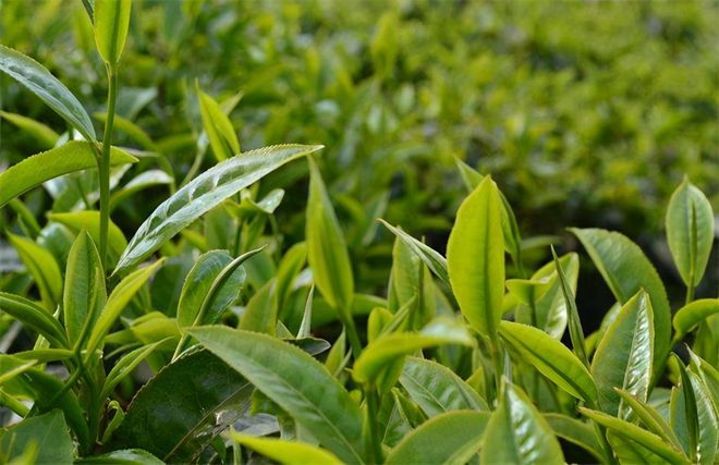 茶叶种植的关键注意事项
