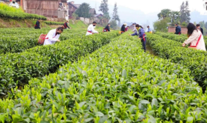 荒山种茶，躬身入局 一位返乡青年的十年财富反思录