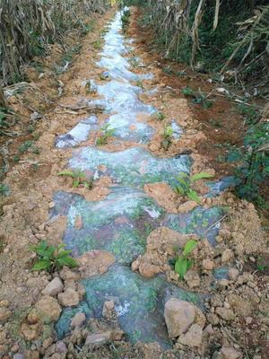 广南县凯鑫茶业公司真抓实干推进新种植茶叶基地建设与管理工作