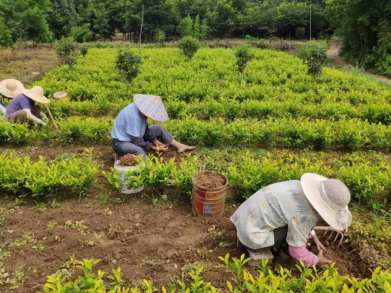 复辉 茶园经济模式多元化——从茶叶种植到茶旅融合的乡村振兴新路径