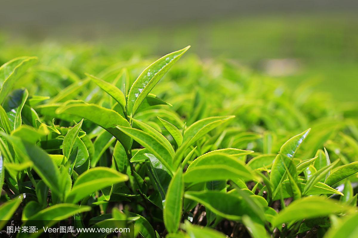 在茶园种植茶叶