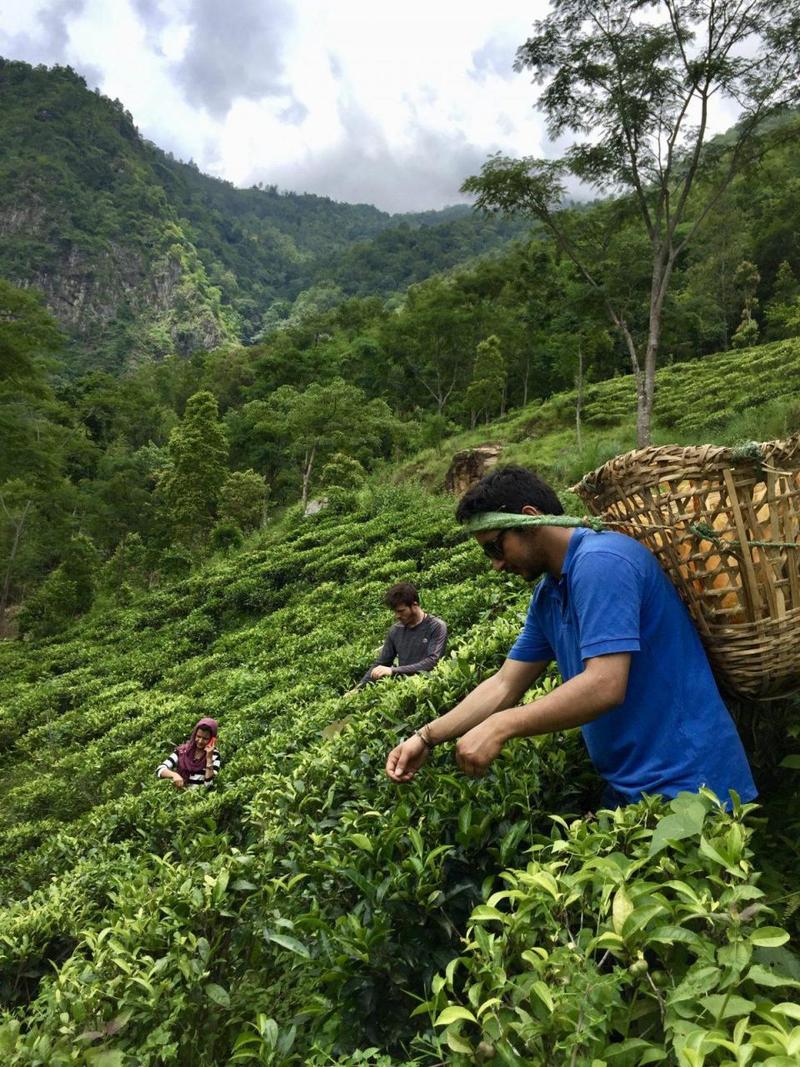 尼泊尔茶叶种植