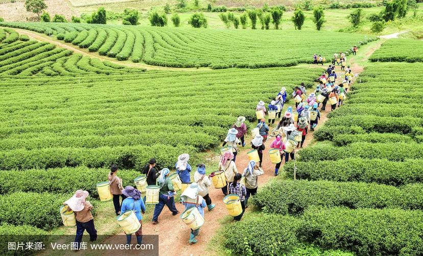 一群采茶工人在种植园里采摘茶叶