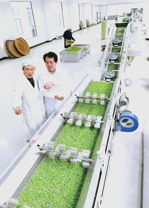 诸暨茶产业:科技引领标准化与多元化发展