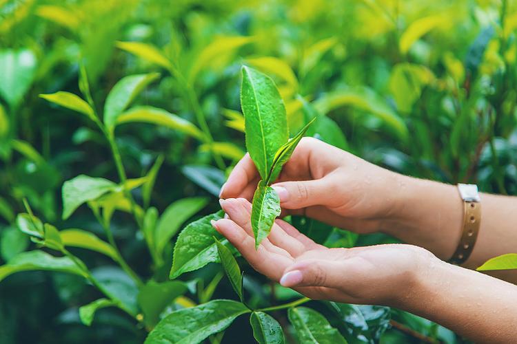 斯里兰卡茶园的茶叶种植,选择性聚焦图片