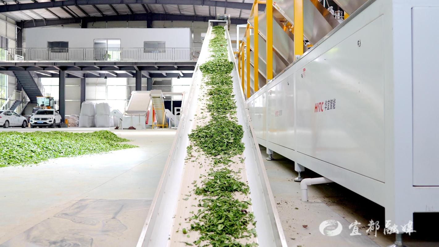 从手工到"智慧"制茶 智能产线为茶产业赋能