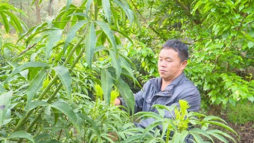 澄江梁王山 一片茶叶的“新芽”如何撬动乡村振兴大产业？