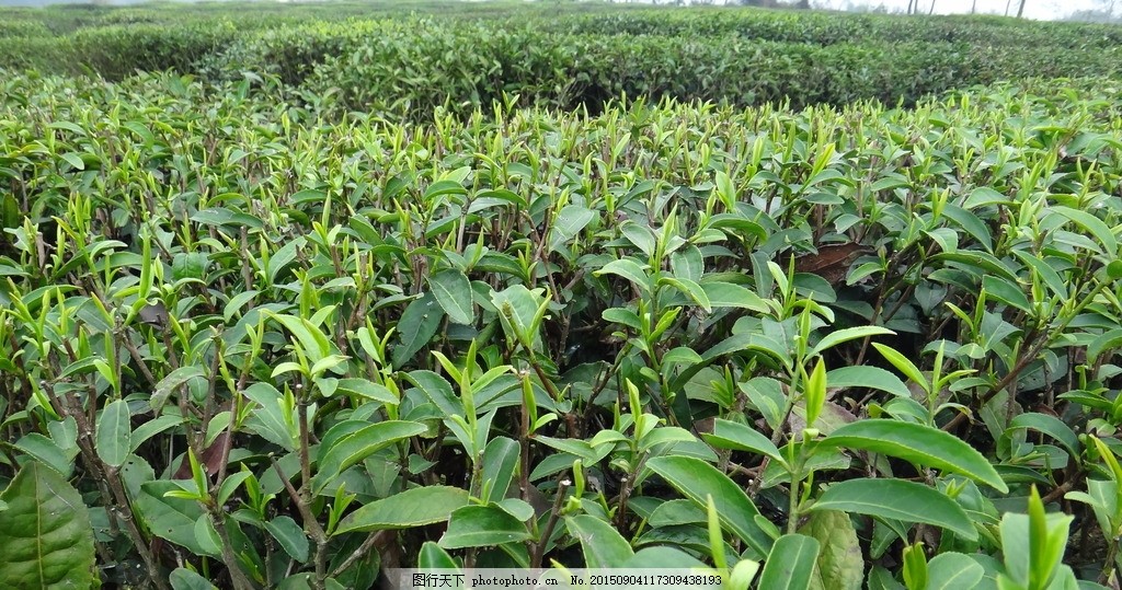 英德茶叶种植基地 岭南茶乡的生态种植与产业发展