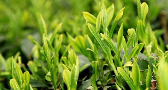 茶叶种植的三大必要条件