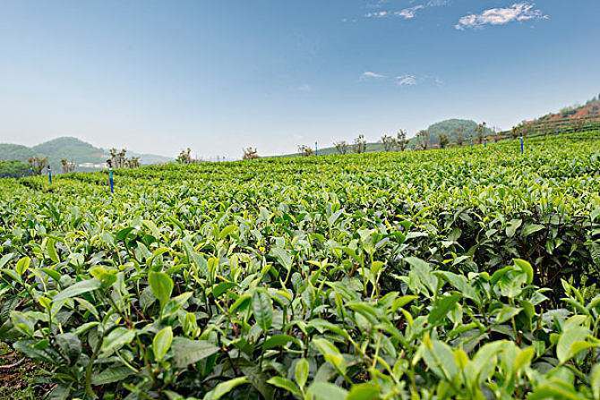 茶叶种植技术:秋季管理很重要,做好这五点,来年产量更高