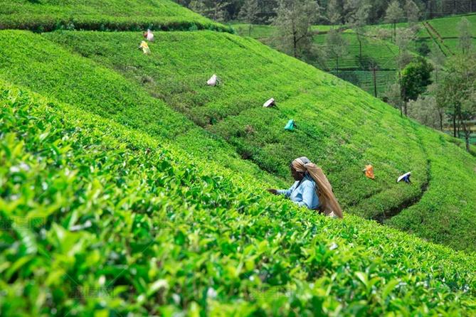 斯里兰卡茶山上的女性采摘者 马赫与麦克伍兹种植园的劳动纪实