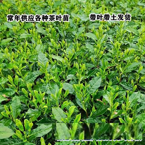 骏灏茶叶苗安吉白茶福鼎大白茶叶树苗毛尖龙井碧螺春南方种植茶树苗