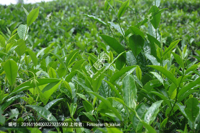 茶叶种植