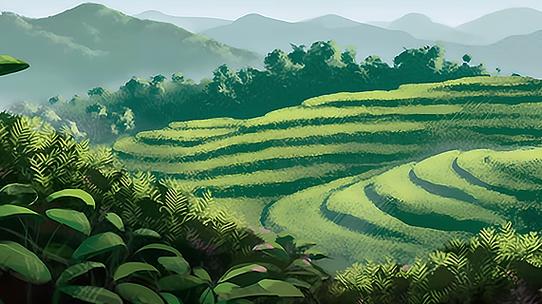 鸟瞰梯田茶园茶叶种植园摄影