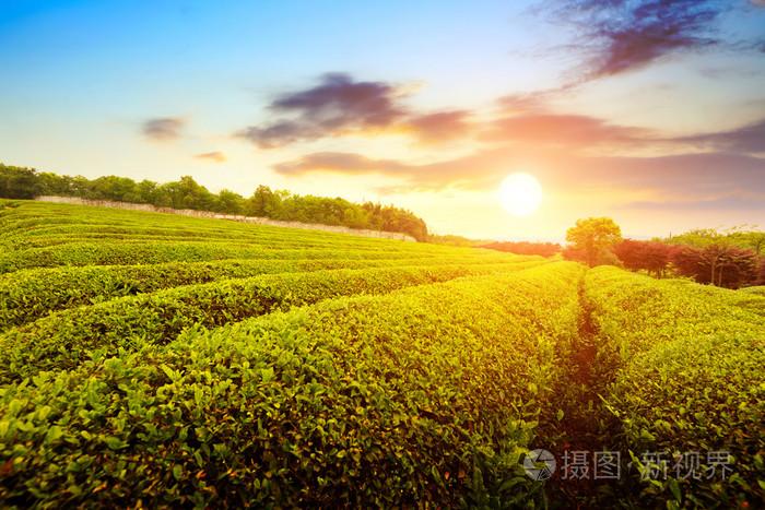 茶叶种植园