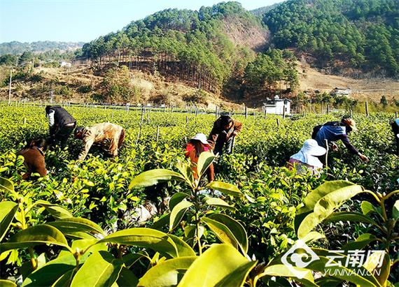 "不管是茶叶种植,还是茶树育苗,我们都