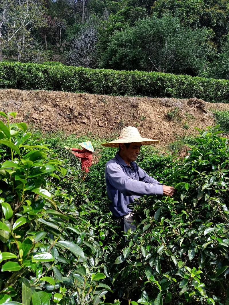 茶叶飘香,清新自然.一杯好茶,让你享受宁静与美好.#茶香四溢