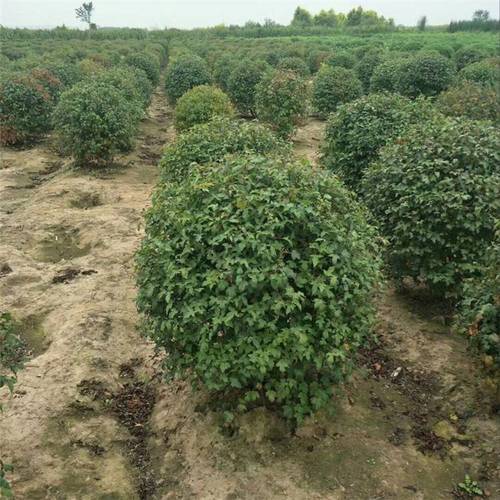 基地出售三角枫球 茶条槭 工厂行道路旁庭院小区绿化工程苗