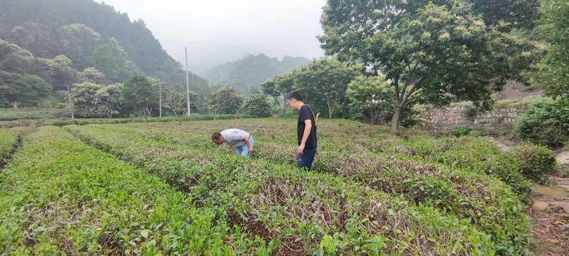 舒城县河棚镇:科技特派员指导茶园管理