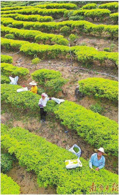 千米高山育好茶 万亩茶园茶飘香