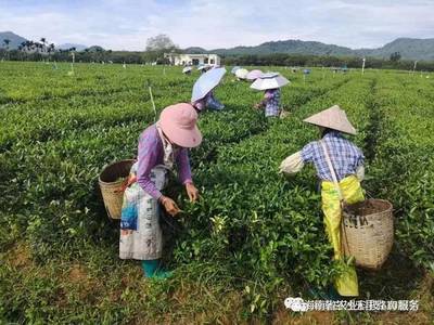 【科技扶贫】学习白沙有机茶种植技术,打造白沙茶叶新名片!